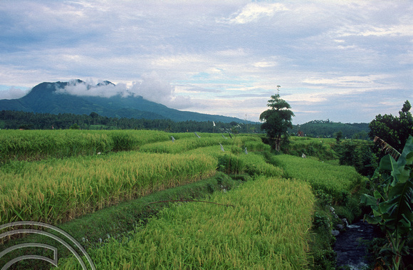 T5025. Paddy fields. Tirtagangga. Bali. Indonesia. January 1995