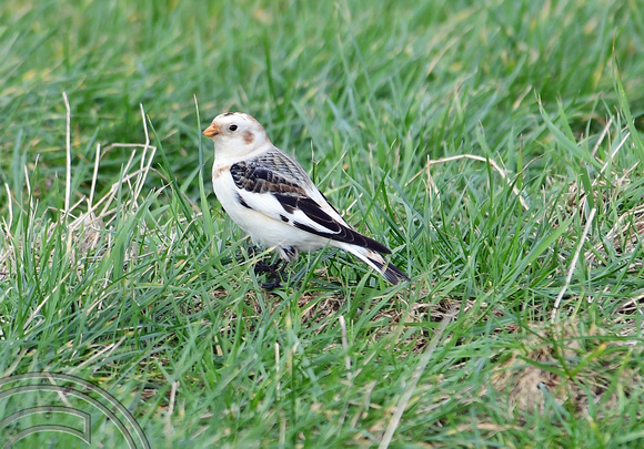 DG340098.  snow bunting (Plectrophenax nivalis). Red Wharf Bay. Anglesey. Wales. 23.2.20.