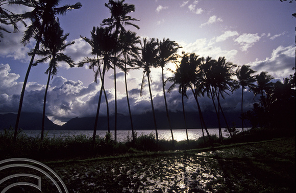 T3872. Backlit palms.Lake Maninjau. Sumatra. Indonesia. 1992.