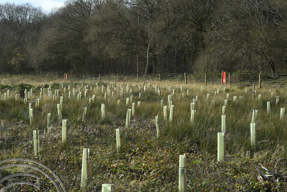 DG365815. HS2 mitigation planting. Cubbington Wood. Warks. 16.2.2022.