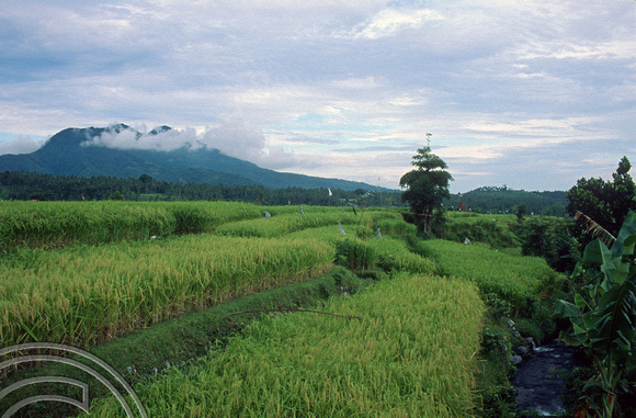 T5024. Rice paddies. Tirtagangga. Bali. Indonesia. January 1995