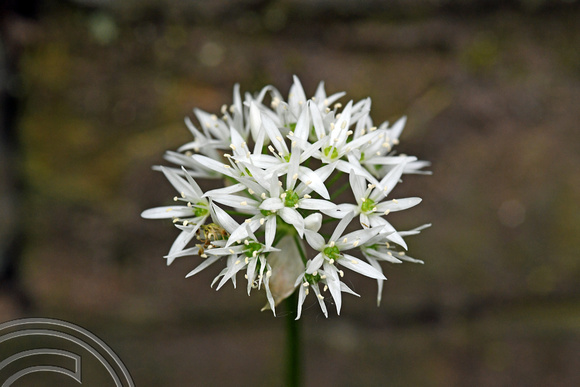 DG342163. Wild Garlic flower. Copley. West Yorkshire. 17.5.20.