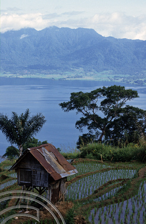 T3884. Rice paddies. Lake Maninjau. Sumatra. Indonesia. 1992.