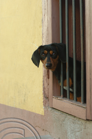TD01129. Guard dog. Trinidad. Cuba. 03.01.06.