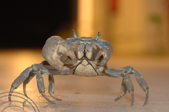 TD01200. Crab at Rancho Luna. Cienfuegos. Cuba. 10.1.06.