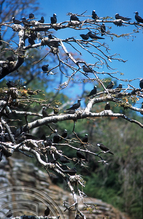 T13973. Viuvinhas (Anous minutus) in a tree. Fernando de Noronha. Brazil. 19.08.2002