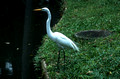 T13464. Heron. Parque do Catete. Rio de Janeiro. Brazil. 6.8.2002