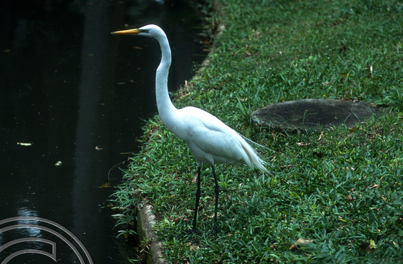 T13464. Heron. Parque do Catete. Rio de Janeiro. Brazil. 6.8.2002