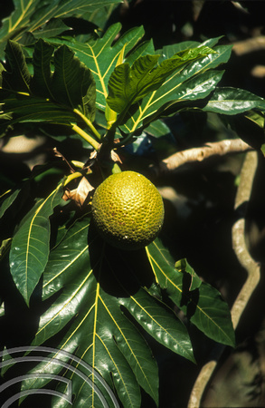 T13607. Breadfruit growing. Leblon. Rio de Janeiro. Brazil. 9.8.2002