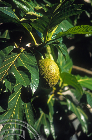 T13606. Breadfruit growing. Leblon. Rio de Janeiro. Brazil. 9.8.2002