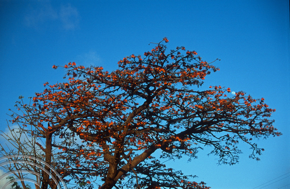 T14131. Colourful tree. Fernando de Noronha. Brazil. 20.8.02