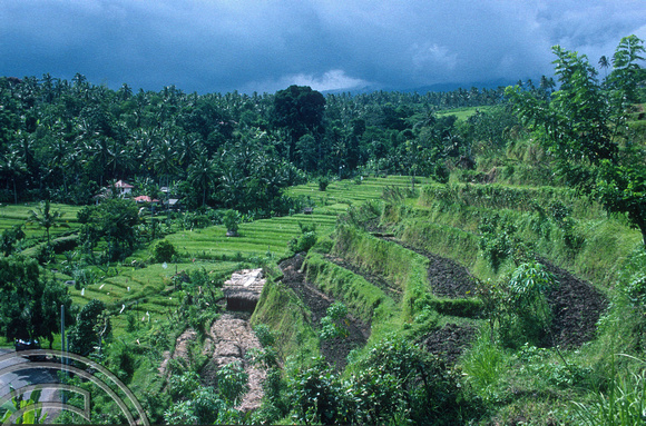 T5074. Rice terraces. Rain storm. Tirtagangga. Bali. Indonesia. January 1995 crop