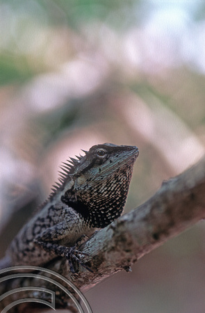T7280. Lizard. Ao Nang beach. Krabi. Thailand. May 1998