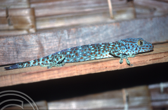 T7337. Spotted Gecko. Kecil Island. Perhentian Island. Malaysia. June 1998