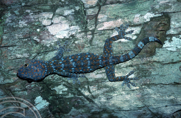 T7338. Spotted Gecko. Kecil Island. Perhentian Island. Malaysia. June 1998