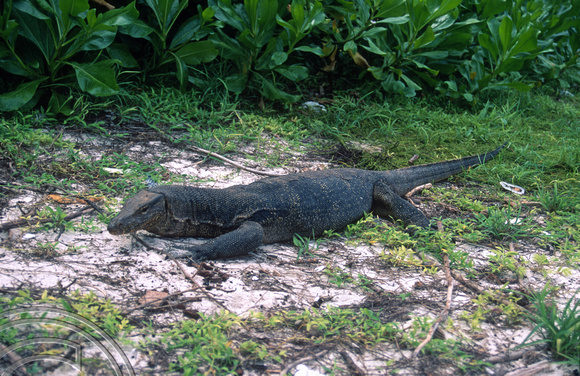 T7348. Large lizard. Tioman Island. Malaysia. June 1998