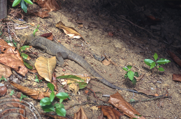 T7323.  Lizard. Perhentian Islands. Malaysia. June 1998