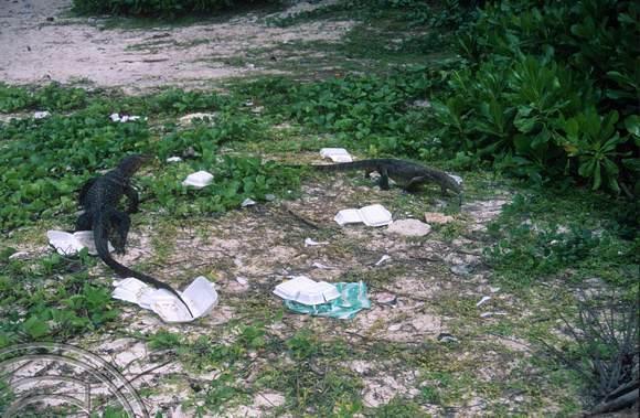 T7352. Large Lizards. Tioman Island. Malaysia. June 1998