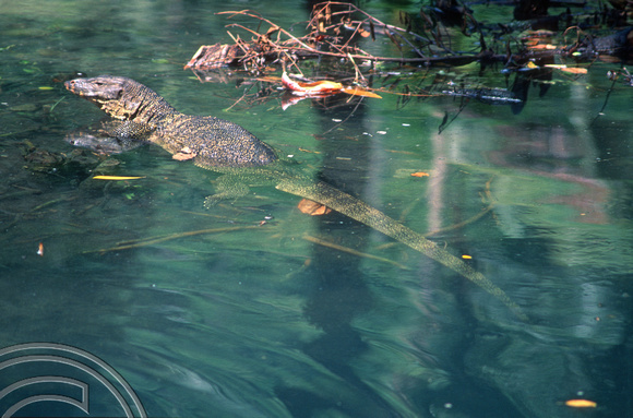 T7362. Swimming lizard. Tioman Island. Malaysia. June 1998
