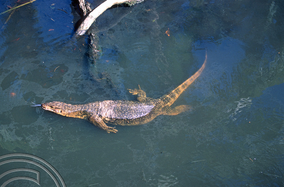 T7368. Swimming lizard . Tioman Island. Malaysia. June 1998