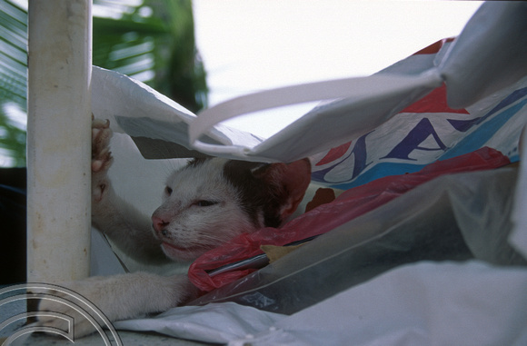 T7380. Cat in a bag. Tioman Island. Malaysia. June 1998