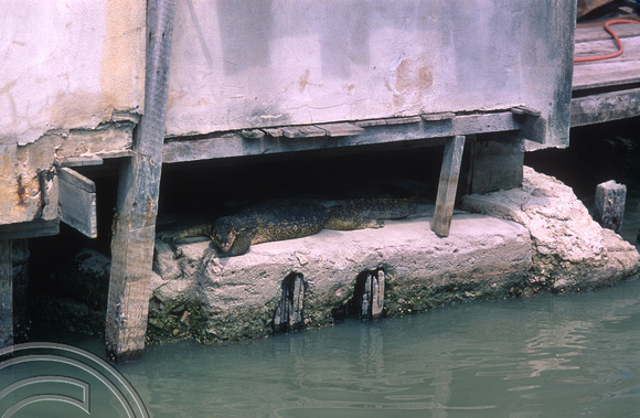 T7395. Lizard on the riverbank. Melaka. Malaysia. June 1998
