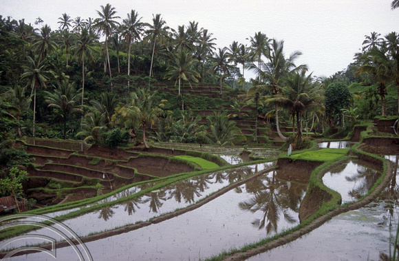 T5175. Rice paddies Tampaksiring. Bali. Indonesia. January 1995