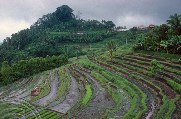 T5155. Rice paddies near Besakih. Bali. Indonesia. January 1995