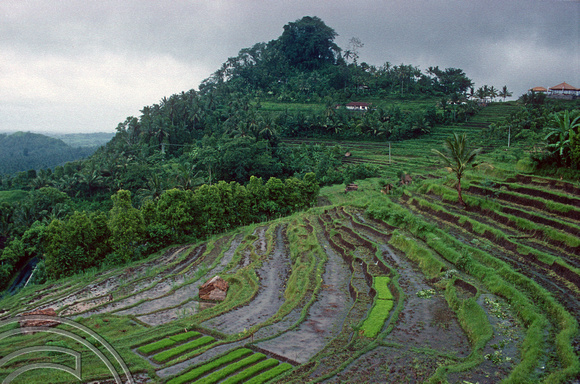 T5157. Rice paddies near Besakih. Bali. Indonesia. January 1995