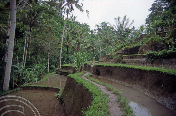 T5162. Rice paddies Tampaksiring. Bali. Indonesia. January 1995