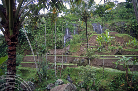 T5164. Rice paddies Tampaksiring. Bali. Indonesia. January 1995