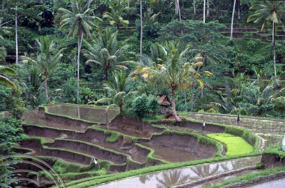 T5169. Rice paddies Tampaksiring. Bali. Indonesia. January 1995