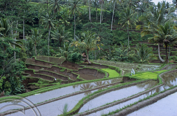 T5171. Rice paddies Tampaksiring. Bali. Indonesia. January 1995