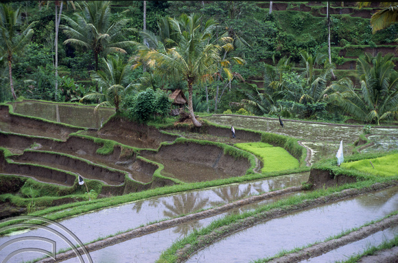 T5172. Rice paddies Tampaksiring. Bali. Indonesia. January 1995