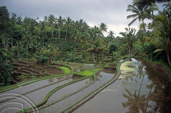 T5173. Rice paddies Tampaksiring. Bali. Indonesia. January 1995