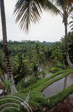 T5176. Rice paddies Tampaksiring. Bali. Indonesia. January 1995