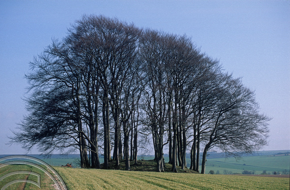 T5244. Trees planted on a barrow. Avebury. Wiltshire. England. 1st April 1995.