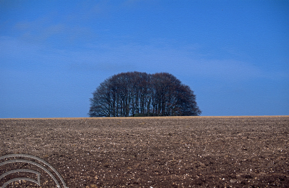 T5247. Trees planted on a barrow. Avebury. Wiltshire. England. 1st April 1995.
