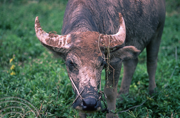 T7619. Water buffalo. Lake Maninjau. West Sumatra. Indonesia. August 1998