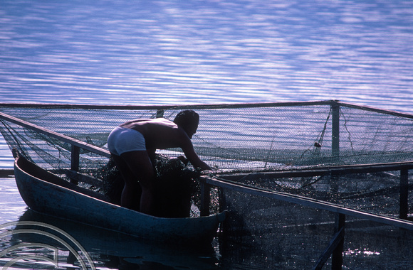 T7616. Canoeist and fish cages. Lake Maninjau. West Sumatra. Indonesia. August 1998
