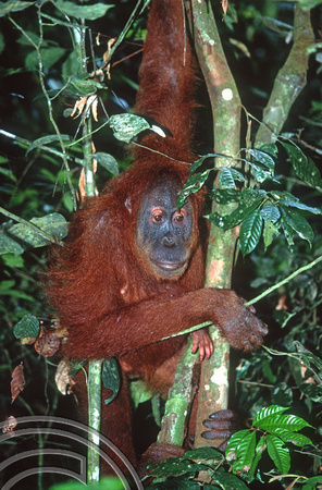 T7677. Orang Utan and baby. Bukit Lawang. Sumatra. Indonesia. August 1998