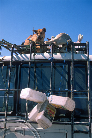 T7713. Dogs tied to the roof of our bus to Bajawa. Labuanbajo. Flores. Indonesia. 13th September 1998