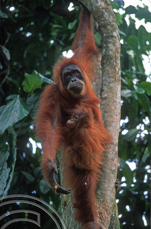 T7671. Orang Utan and baby. Bukit Lawang. Sumatra. Indonesia. August 1998