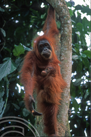 T7672. Orang Utan and baby. Bukit Lawang. Sumatra. Indonesia. August 1998
