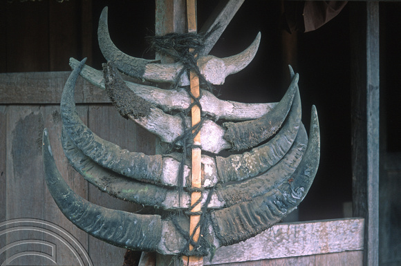 T7734. Ngada village. Buffalo horn decoration. Flores. Indonesia. September 1998