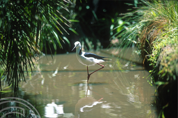 T8436. Wading bird at the zoo. Melbourne. Australia. December 1998