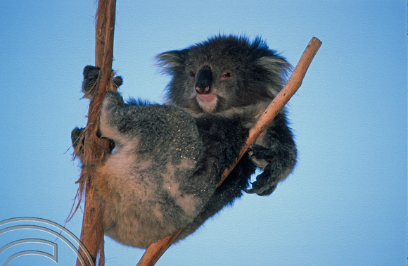 T8433. Koala. Melbourne. Australia. December 1998
