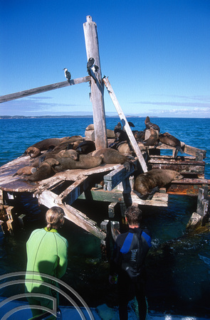 T8472. Seals. Port Philip Bay. Sorrento. Victoria. Australia. 31st December 1998