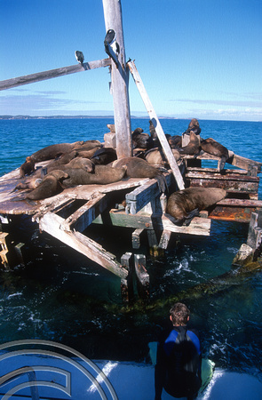 T8471. Seals. Port Philip Bay. Sorrento. Victoria. Australia. 31st December 1998