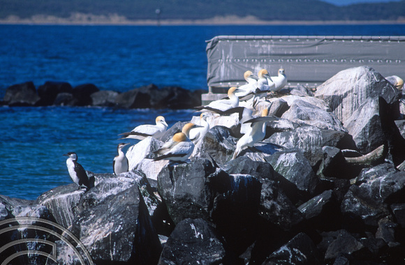 T8476. Birds. Port Philip Bay. Sorrento. Victoria. Australia. 31st December 1998